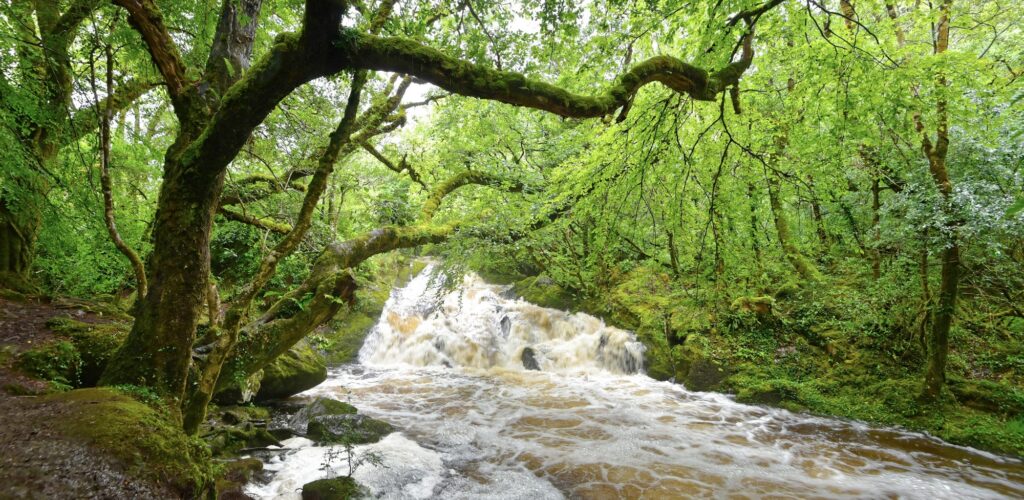 Glengarriff Woods Nature Reserve • Go-to-Ireland.com