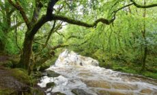 glengarriff woods nature reserve