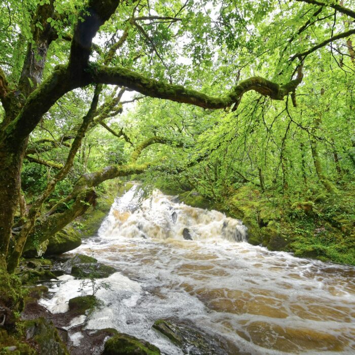 glengarriff woods nature reserve