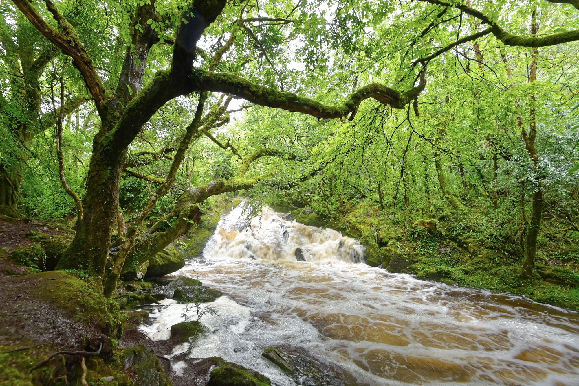 Glengarriff Woods Nature Reserve - © Uwalthie Pic Project 