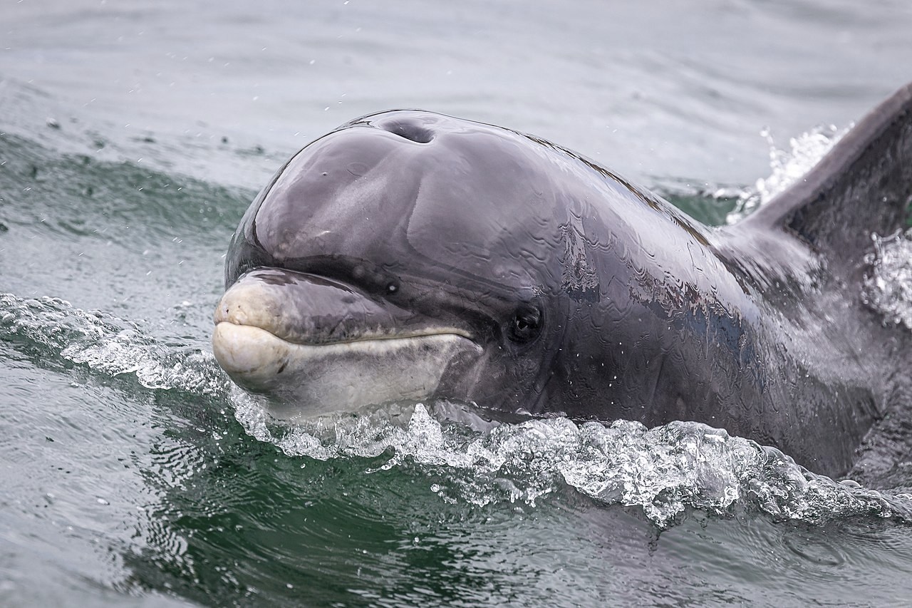 Fungie le dauphin de Dingle - Superbass - cc