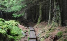 Ballinastoe Woods -