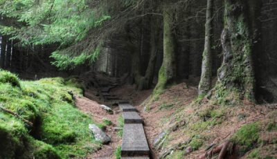 Ballinastoe Woods -