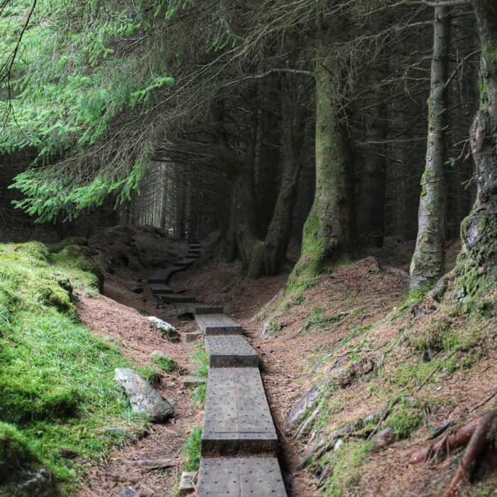 Ballinastoe Woods -