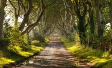 Dark Hedges en Irlande du Nord - Christopher Tait
