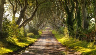 Dark Hedges en Irlande du Nord - Christopher Tait
