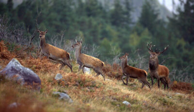 Le cerf élaphe en Irlande - Valerie O'Sullivan, Tourism Ireland