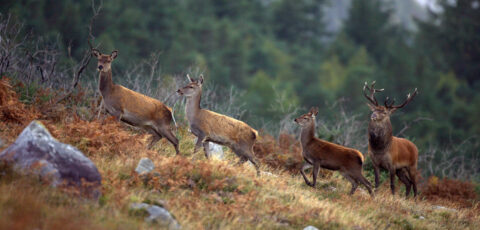 Le cerf élaphe en Irlande - Valerie O'Sullivan, Tourism Ireland