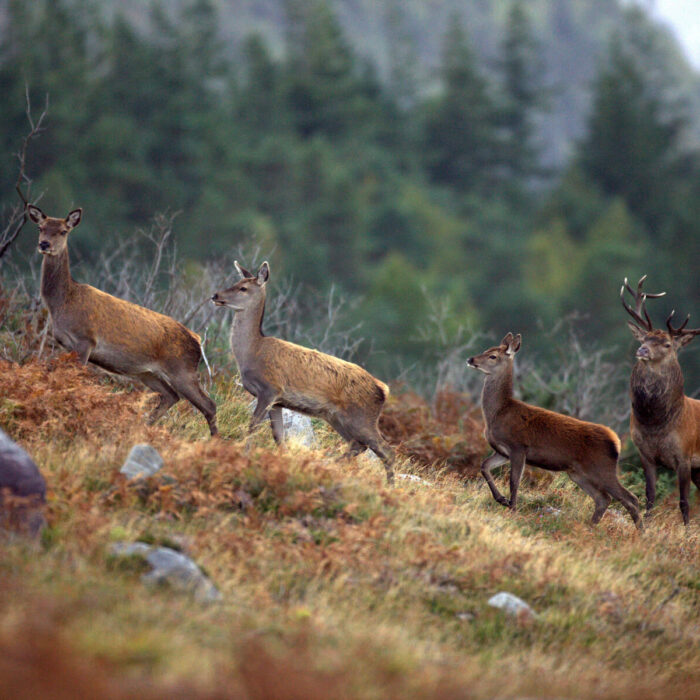 Le cerf élaphe en Irlande - Valerie O'Sullivan, Tourism Ireland