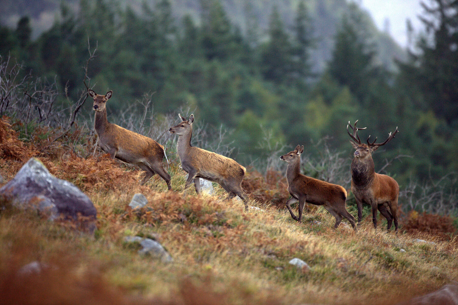 The imposing Red Stag on Mangerton Mountain, Killarney, indigenous to the area gathers his hinds into his harem, during this years rutting season on the mountain.Photo:Valerie O'Sullivan/issued 06/10/2010.