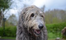 Un Irish wolfhound ou lévrier irlandais - dejavudesigns