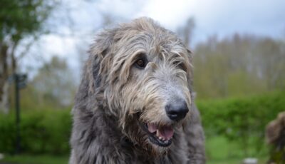 Un Irish wolfhound ou lévrier irlandais - dejavudesigns