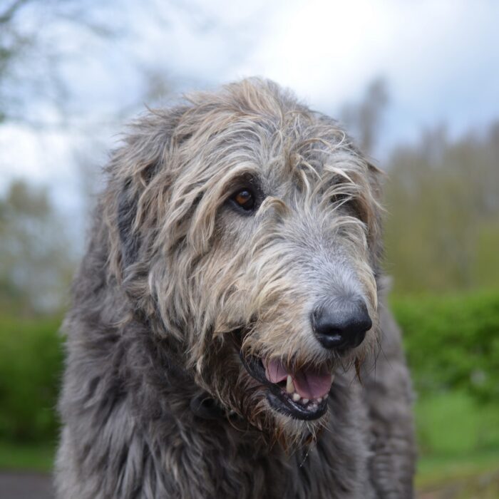 Un Irish wolfhound ou lévrier irlandais - dejavudesigns