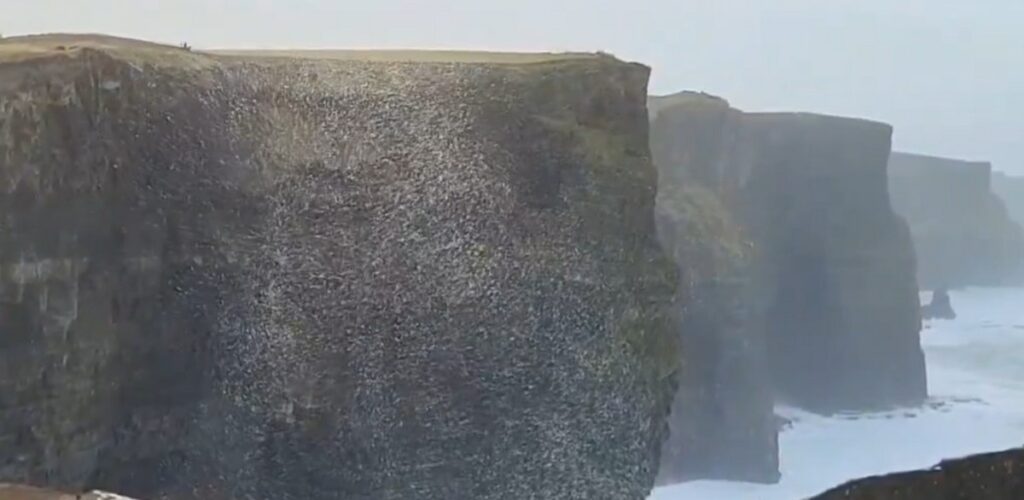 A giant ball of foam and snow floated on the Cliffs of Moher - @cormac_mcginley (X / Twitter)