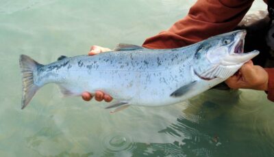 Salmon fishing in Ballina - © BarbaraJackson - Pixabay