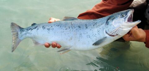 Salmon fishing in Ballina - © BarbaraJackson - Pixabay