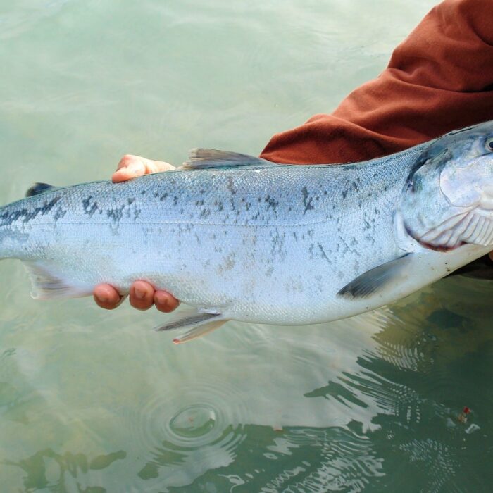 The Ballina salmon festival 1 Salmon fishing in Ballina - © BarbaraJackson - Pixabay
