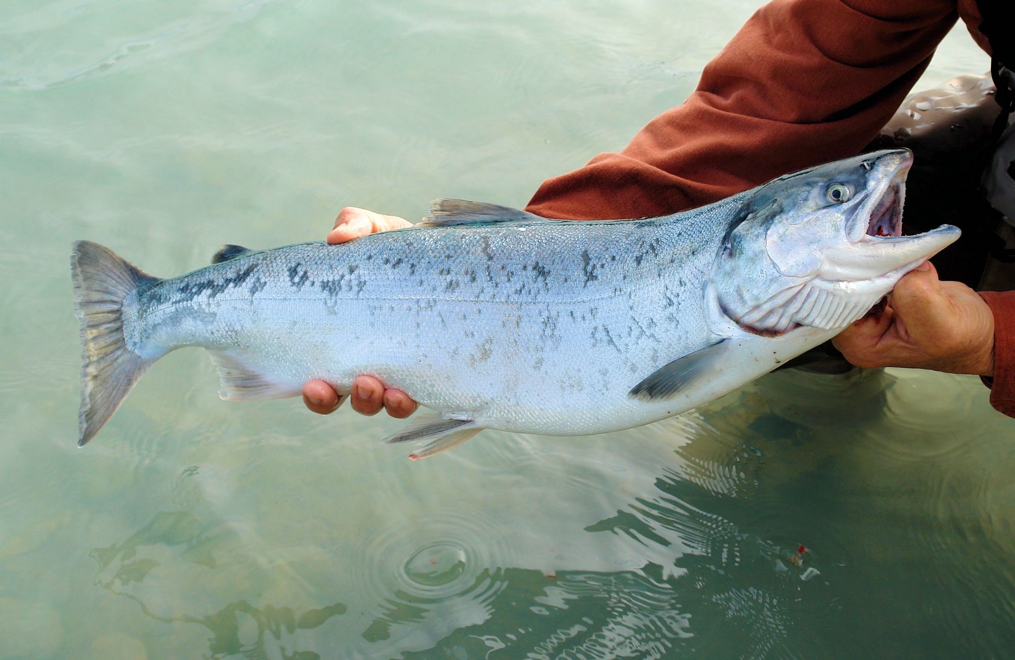 Salmon fishing in Ballina - © BarbaraJackson - Pixabay