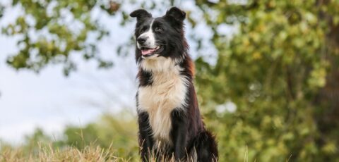 border collie irlande