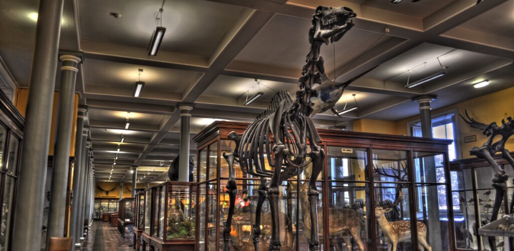 The Natural History Museum of Dublin - Miguel Mendez - cc