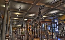 The Natural History Museum of Dublin - Miguel Mendez - cc