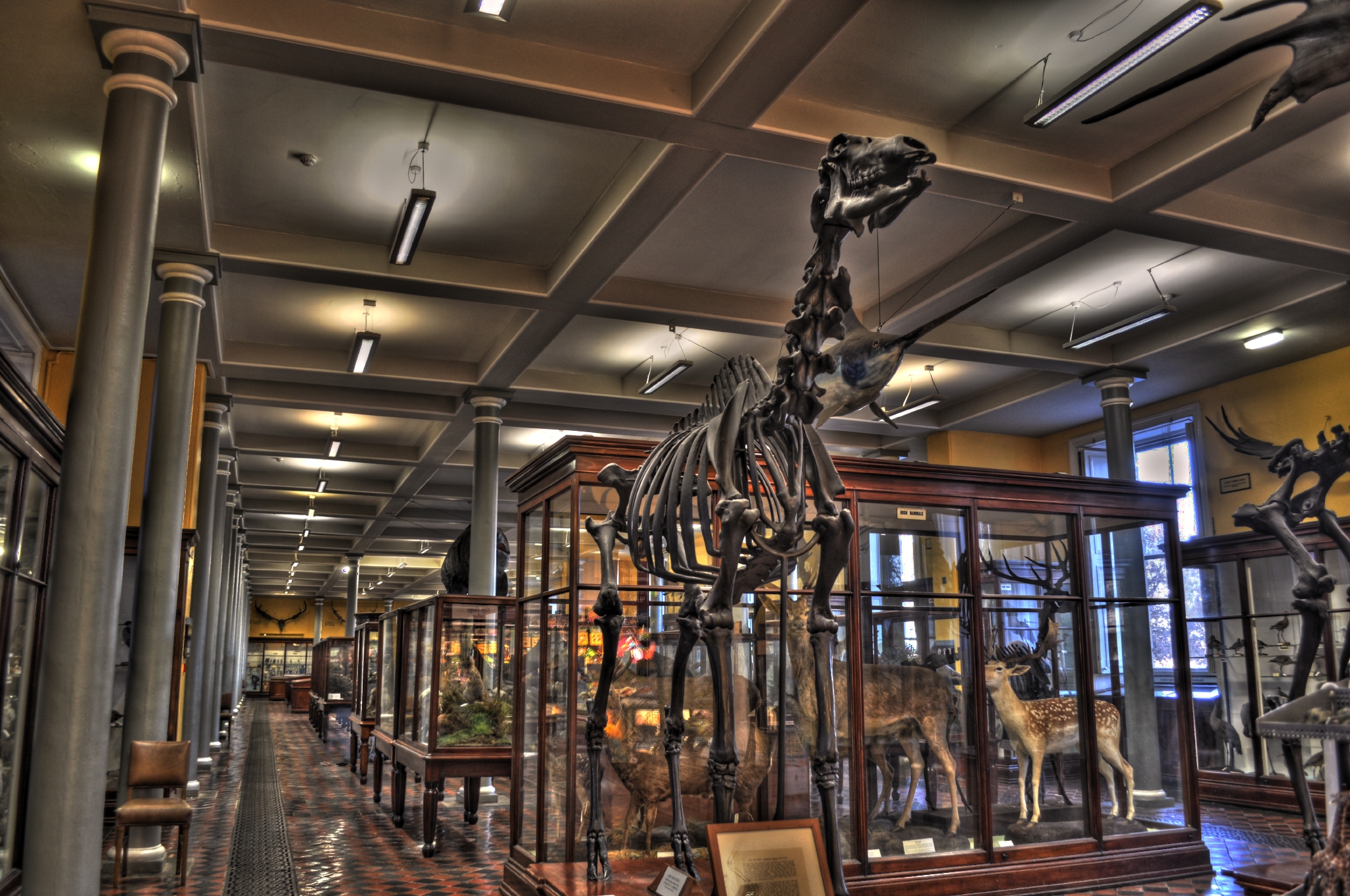 The Natural History Museum of Dublin - Miguel Mendez - cc