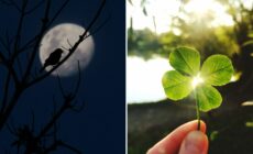 Superstitions irlandaises - Canva Pro