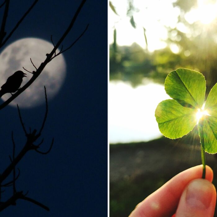 Superstitions irlandaises - Canva Pro