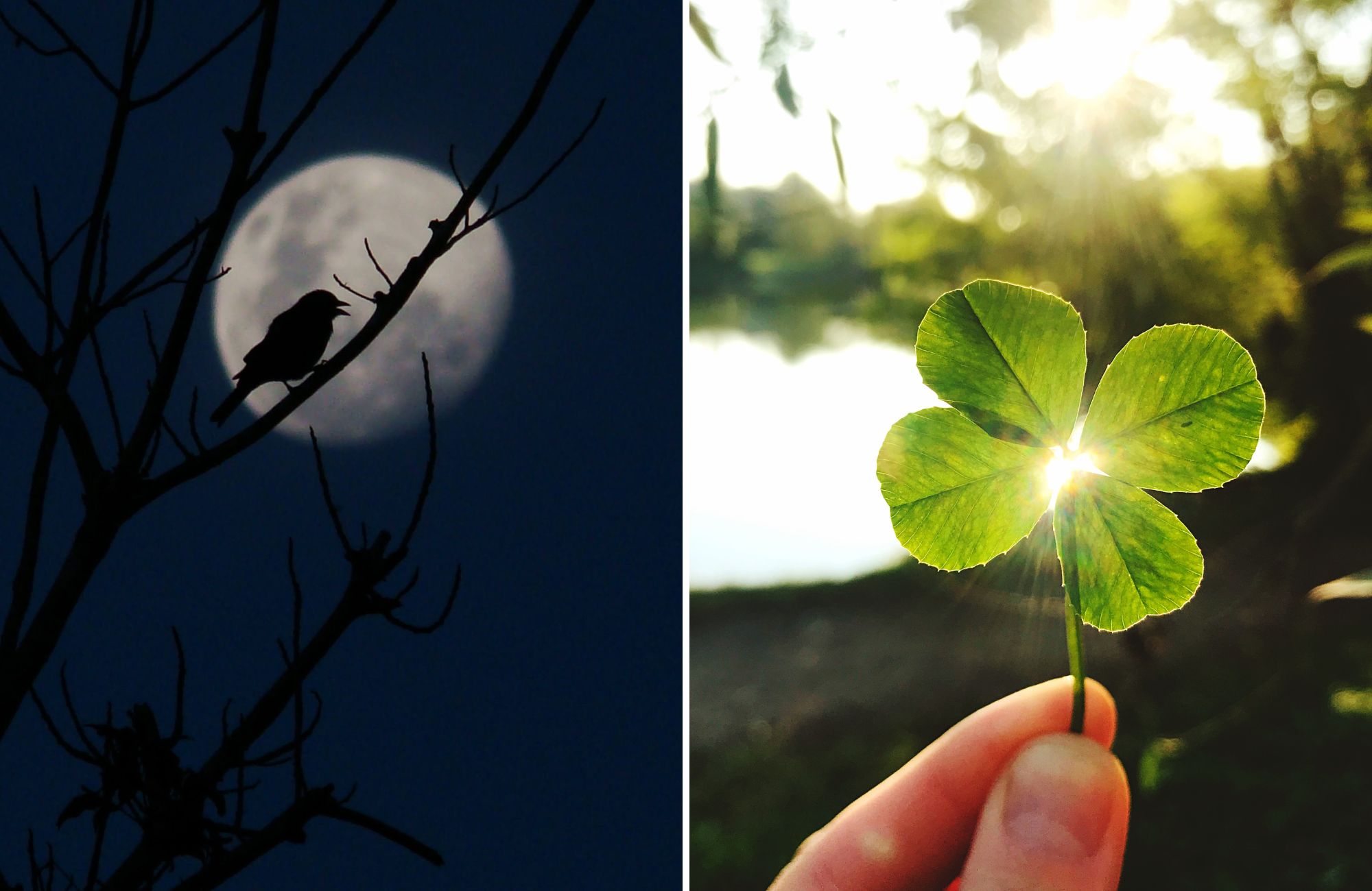 Superstitions irlandaises - © Canva Pro