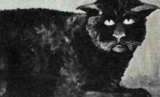 The Killakee House cat