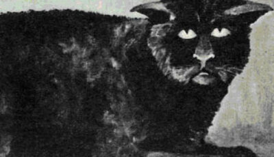 The Killakee House cat