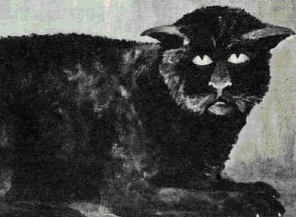 The Killakee House cat
