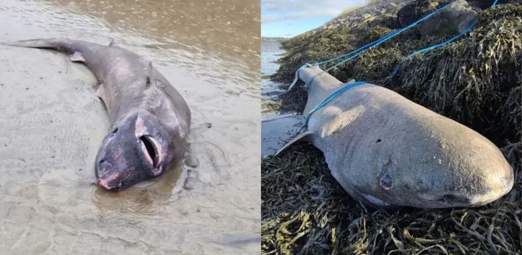 A 19th Century Born Shark Discovered on an Irish Beach
