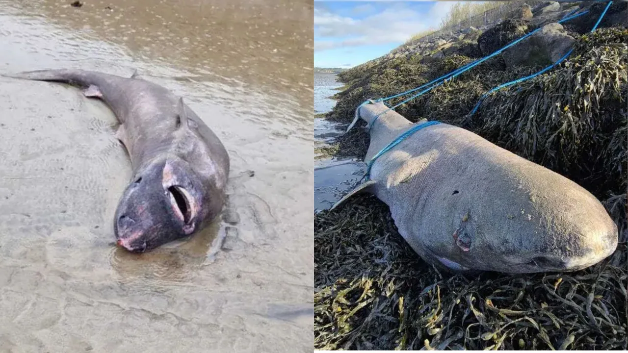 Le requin échoué en Irlande serait né au XIXeme siecle