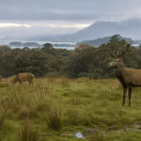 cerf killarney