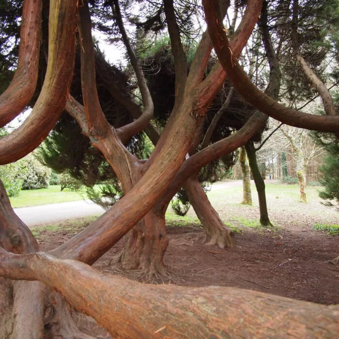 arboretum jfk