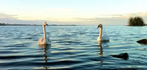 lough ennell 1