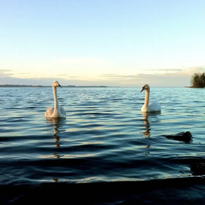 lough ennell 1