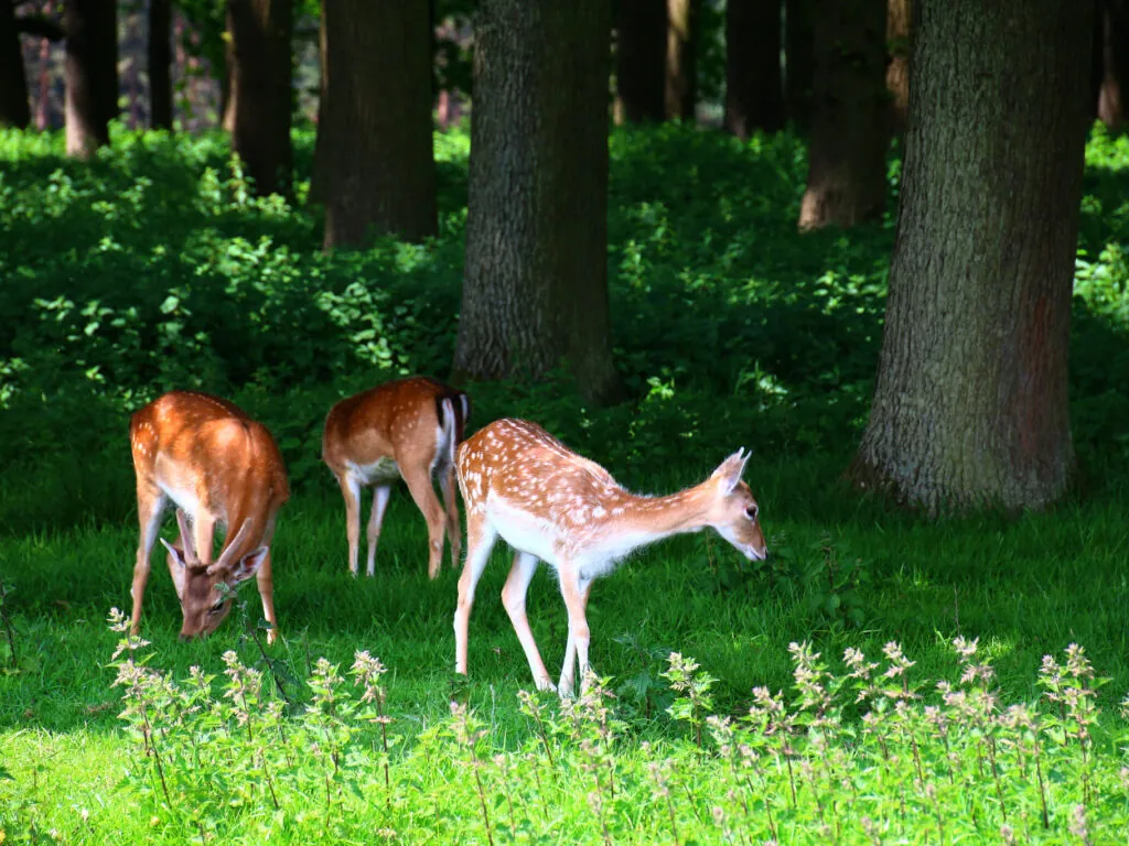 phoenix park