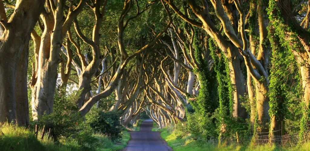 Northern Ireland: Dark Hedges organizes the felling of 6 of its trees
