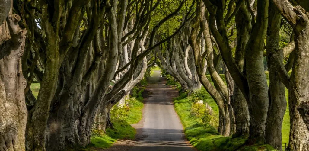 Dark Hedges website closed after vandalism