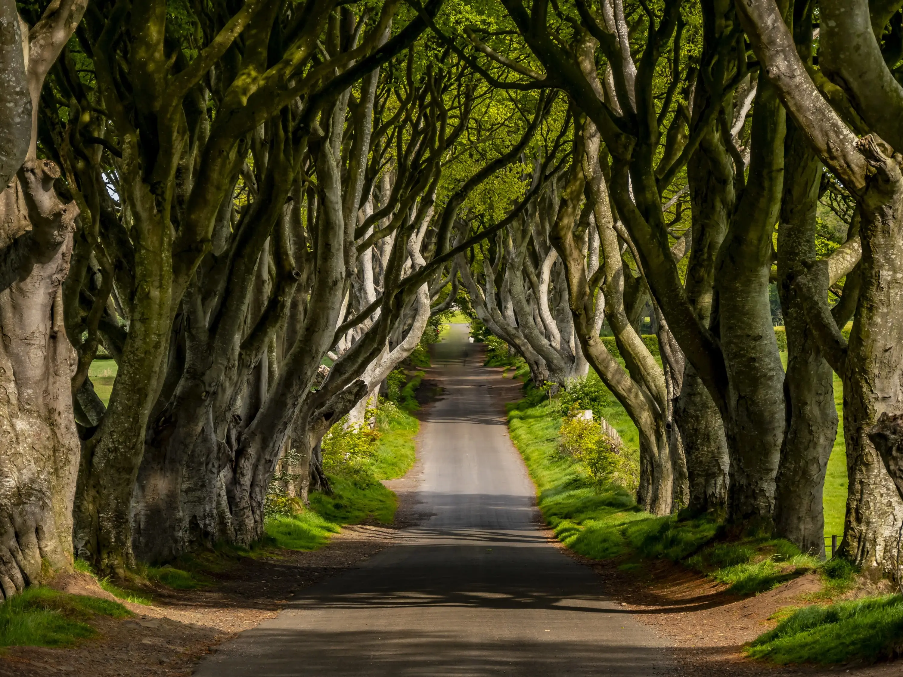 dark hedges
