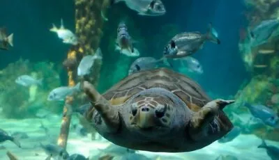 Dingle OceanWorld Aquarium