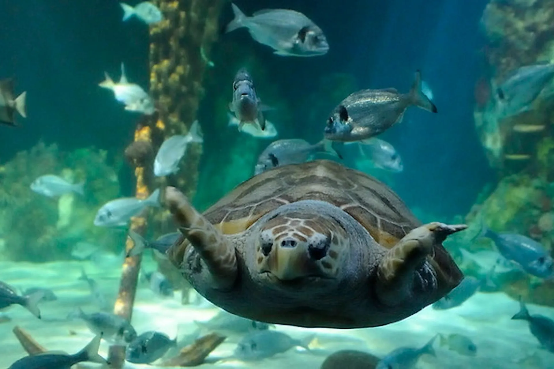 Dingle OceanWorld Aquarium