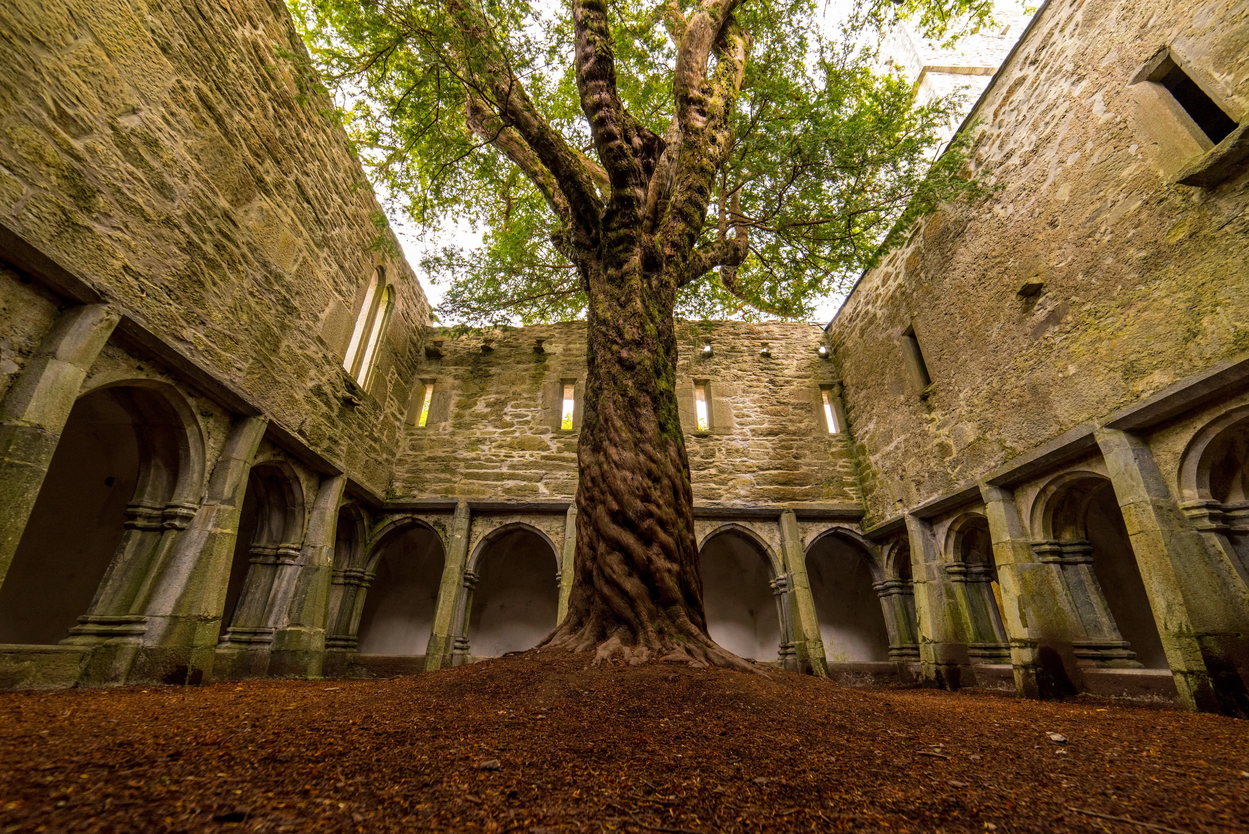 muckross abbey 3
