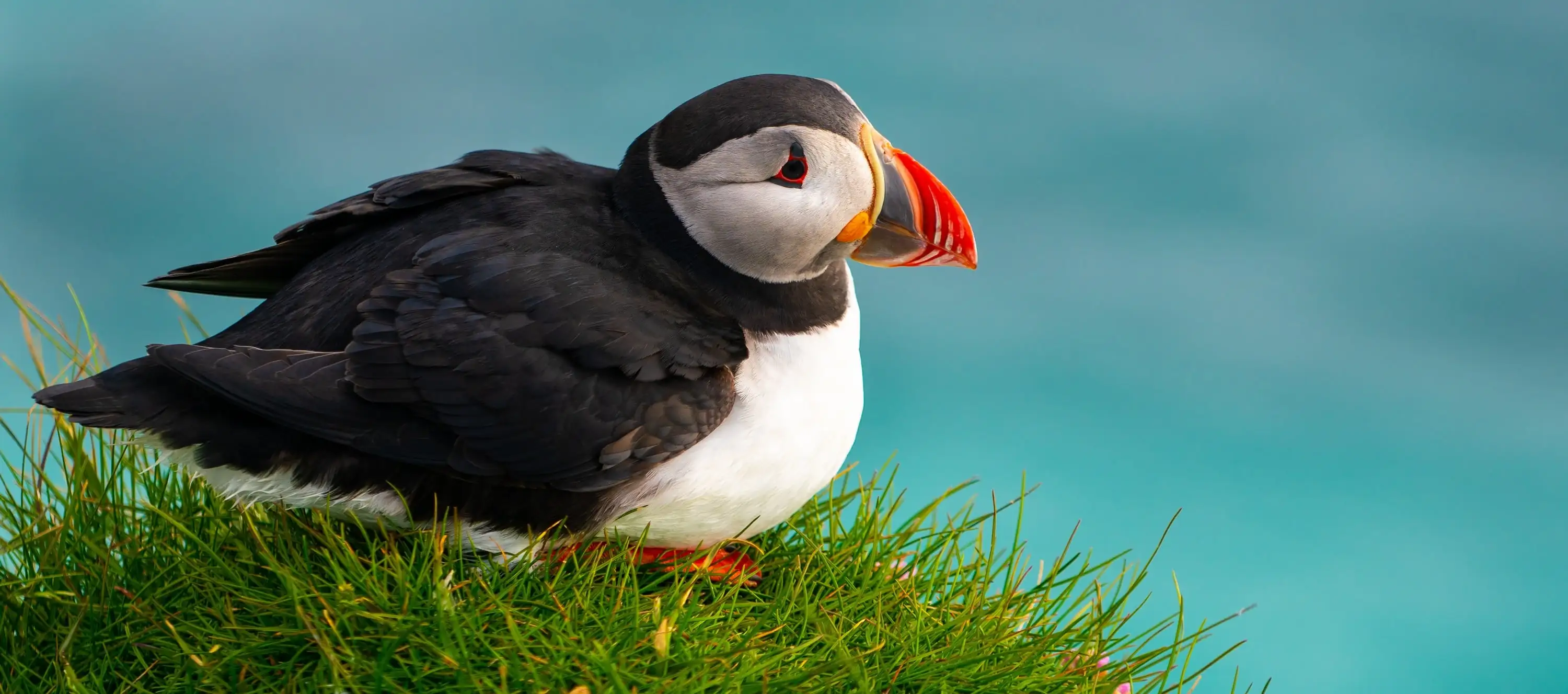Un puffin - © Blue Planet Studio