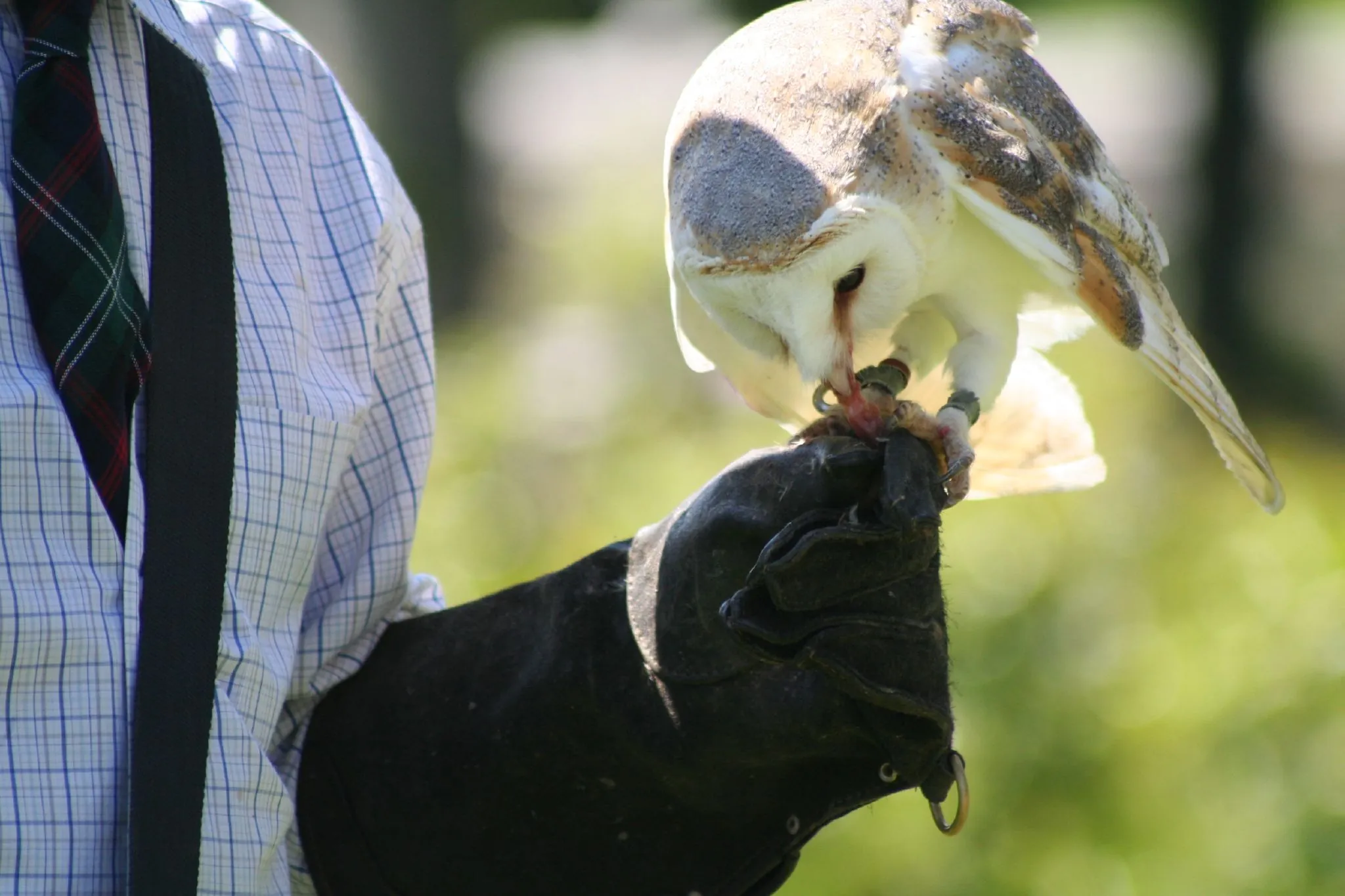 falconry