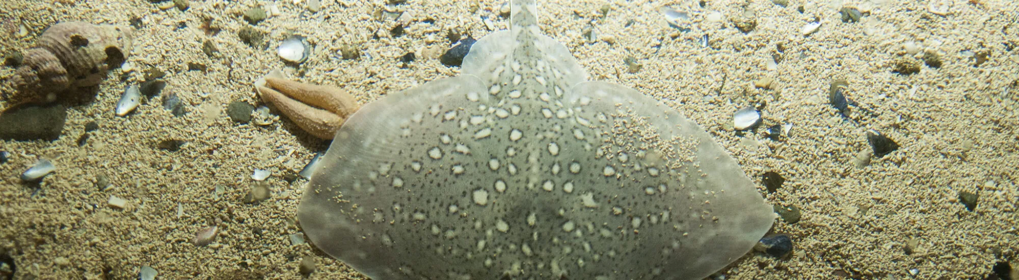 Irish Aquariums