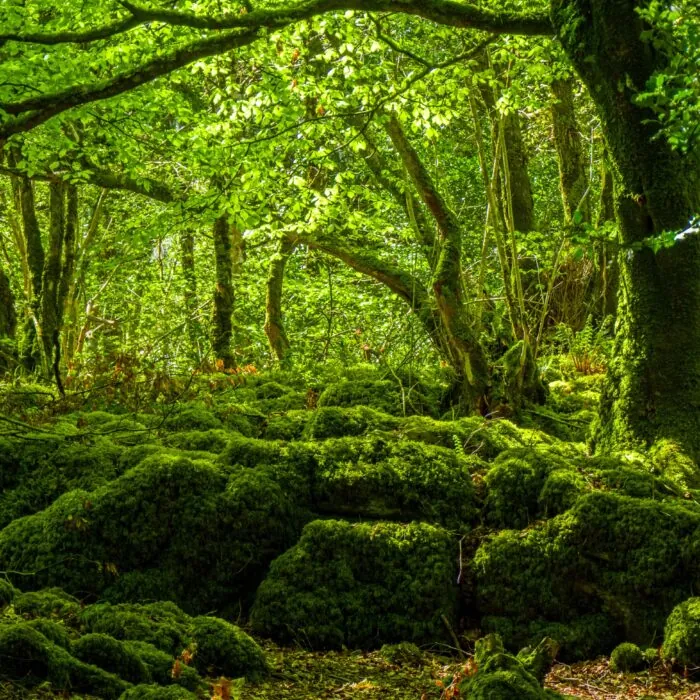 mossy woods