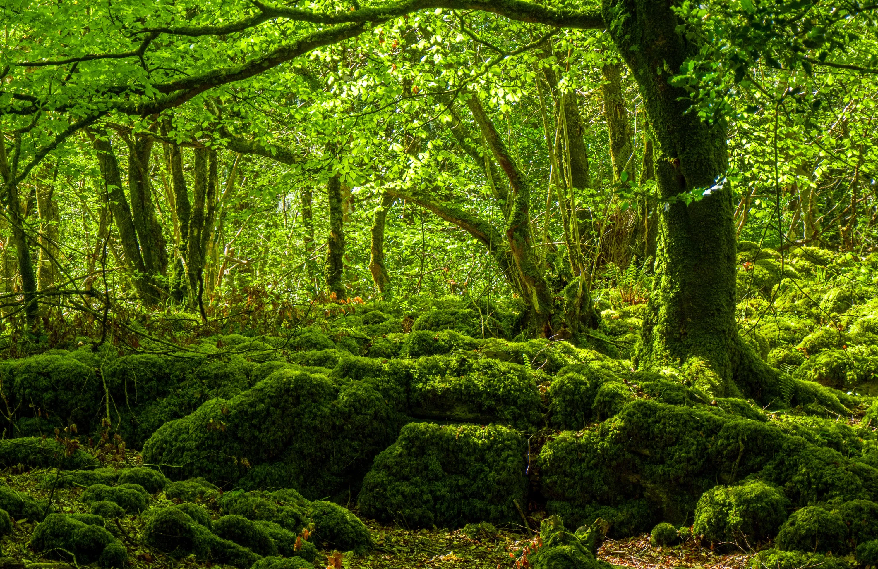 mossy woods